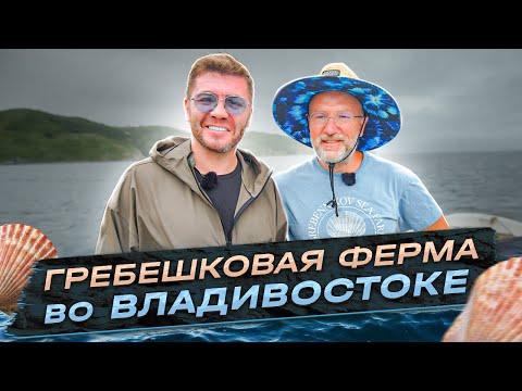 Видео: «Гребешковая ферма во Владивостоке» | Бизнес интервью