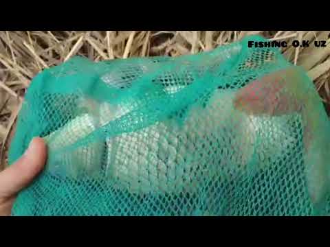Видео: Кечаги овимизда яхши Сазан тутилди куриб мазза килинг. #баликови #рыбалка #telegram #fishing 