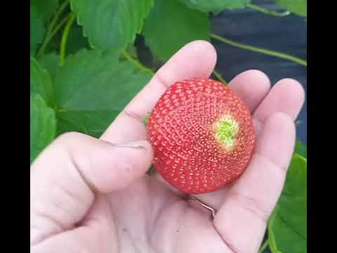 Видео: САНДРА, АРИАННА И ФЕДЕРИКА в средней полосе.Обзор по сортам.