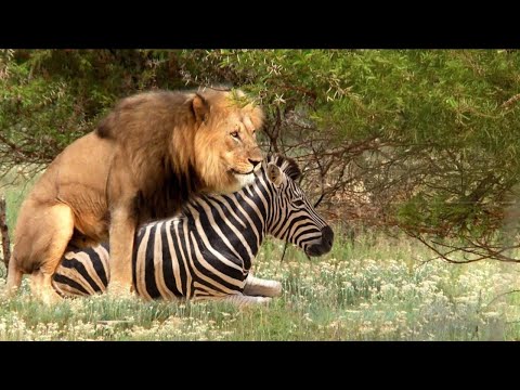 Видео: Самое Странное Брачное Поведение Животных | Когда инстинкт Зовет