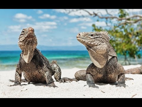 Видео: Секретный кубинский риф / Cuba's Secret Reef 2015 Nat Geo Wild