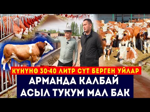 Видео: 30-40 литрден сүт берген уйлар // Асыл тукум чарба // Айыл чарба // Фермер // Сокол Медиа