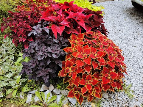 Видео: Экскурсия по саду колеусов с комментариями! 18.09.2020