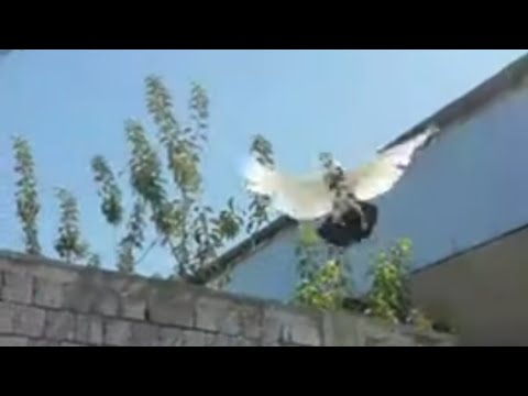 Видео: САМАРКАНДСКИЕ БОЙНЫЕ ГОЛУБИ ЧАСТЬ 1