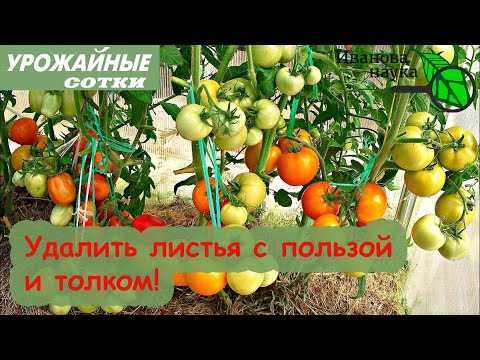 Видео: Не удаляйте листья, пока не сделаете ЭТО! Томаты будут вкуснее, ароматнее и раньше!
