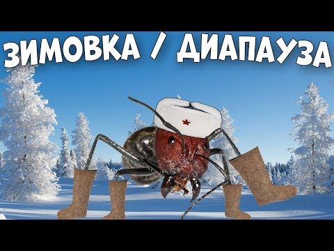 Видео: Как провести зимовку муравьиной колонии и что такое диапауза