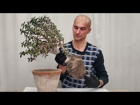 Видео: Как правильно пересадить Крассулу | Толстянка | Денежное Дерево