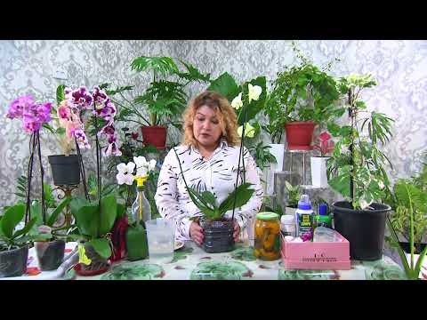 Видео: Orxideyani ko'paytirish usuli #4  Орхидея Фаленопсис