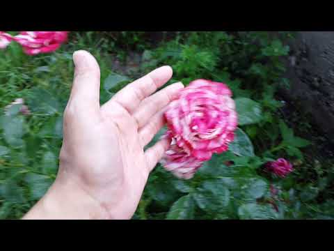 Видео: Я в гостях у Нургуль / Нургулдун гулдору