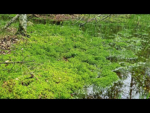 Видео: Цветочные будни