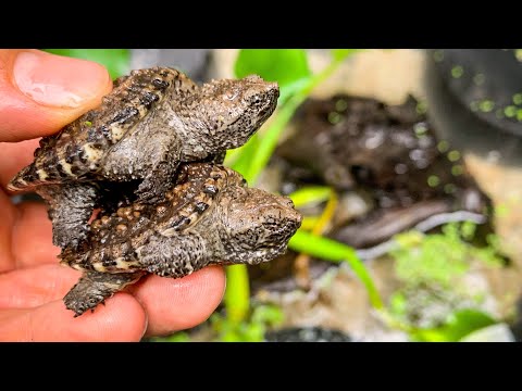 Видео: Как обустроить ванну для детенышей каймановых черепах?