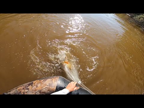Видео: ТРОФЕЙНАЯ РЫБАЛКА на КАСТИНГОВУЮ СЕТЬ-НАКИДКУ.