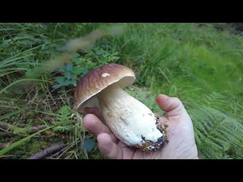 Видео: Грибная разведка 2024. Грибы пошли!!!