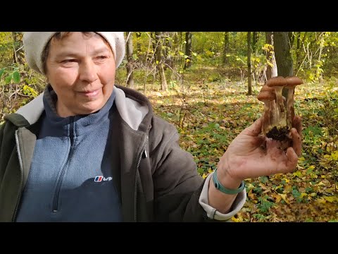 Видео: Як ми з дружиною опеньки збирали