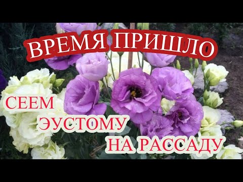 Видео: НУЖНО СЕЯТЬ В ОКТЯБРЕ, ЧТОБЫ ЭУСТОМА ЦВЕЛА С ВЕСНЫ ДО ПОЗДНЕЙ ОСЕНИ.