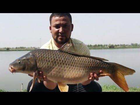 Видео: #АМУР #САЗАН АРНАСАЙ ПО ПОЛ ЧАСА ТЯНУЛИ РЫБУ #baliqovi #рыбалка #узбекистане
