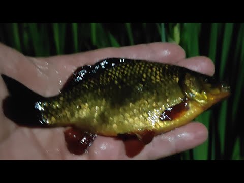 Видео: Зариблення водойми золотими карасями в селі Гульськ,Новоград-Волинського району Житомирської області