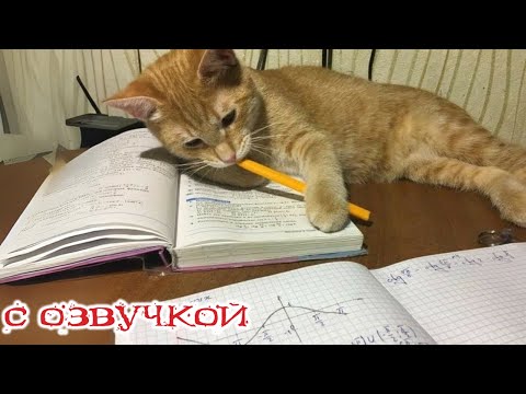 Видео: Приколы с котами! - С ОЗВУЧКОЙ! Смешные видео про животных! Смешные коты и кошки!