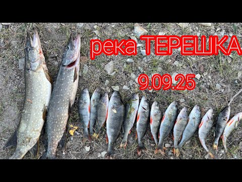 Видео: Первый улов ЩУК да ОКУНЕЙ р. Терешка