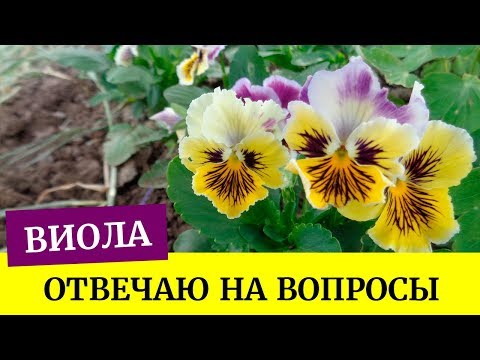 Видео: 🌺Виола взошла. Отвечаю на вопросы. Грунт для виолы, хорошая всхожесть (Анютины глазки)🌺
