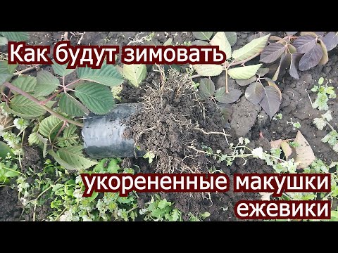 Видео: Как сохранить укорененные верхушки ежевики до весны? Пригород Воронежа.