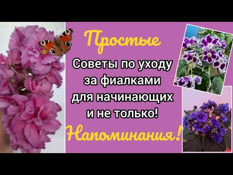 Видео: Ответы на вопросы об уходе за фиалками для начинающих, любителей фиалок и не только!
