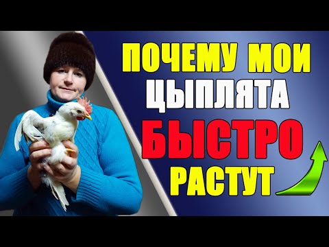 Видео: Почему мои цыплята быстро растут.