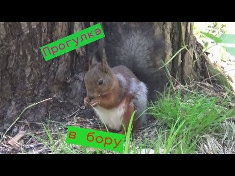 Видео: Прогулка в бору.