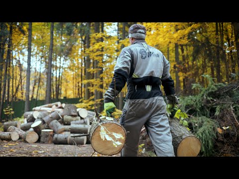 Видео: Как мы привели в порядок огромны участок, удалив кучу авариных деревьев! #wood  #wolfa