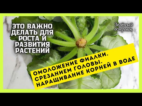 Видео: Как  я переукореняю фиалки. Метод наращивания корней в воде. Омоложение сенполии.
