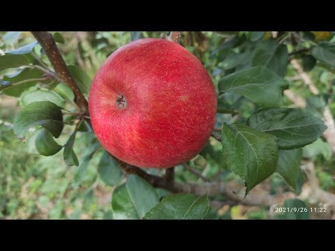 Видео: Сорт яблук "Хоней Крісп"(Honey Crisp).Історія сорту та як отримують нові сорта.