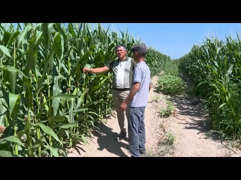 Видео: Хороший урожай кукурузы ждут в области Жетысу