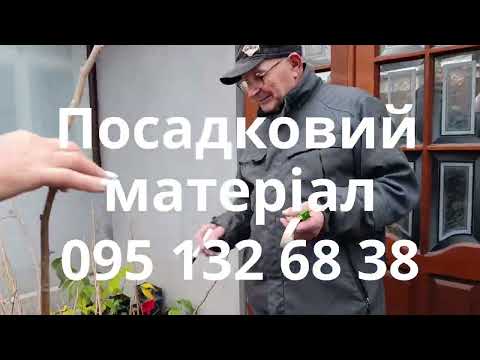 Видео: Саджанці Азиміни продаються на протязі всього року!!!