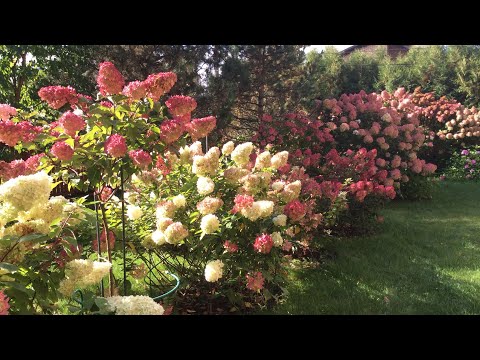 Видео: Гортензии 03.10.2023.