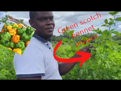 Видео: Как производить 1000 фунтов перцев сорта «Скотч Боннет» в неделю