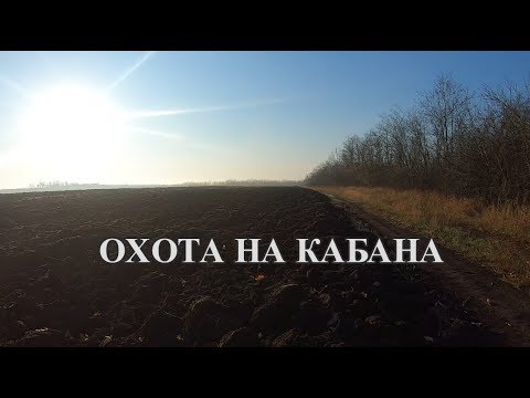 Видео: Охота на кабана с лайками