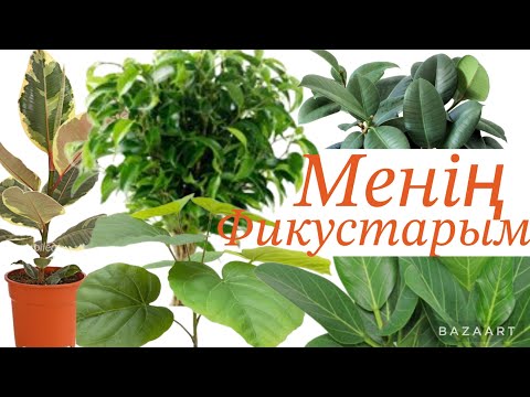 Видео: Фикустарымды жаңартып отырғыздым#бөлмегүлдері #гүлкүтімі #гүлдер