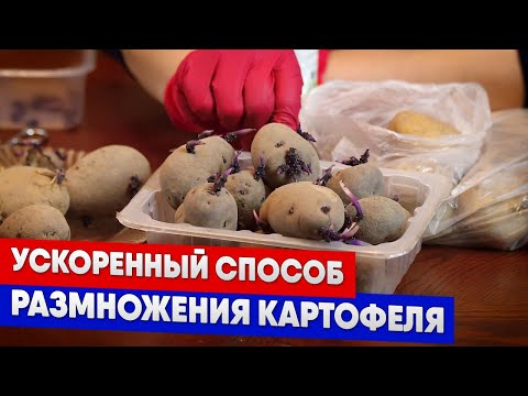 Видео: Ускоренный способ размножения картофеля