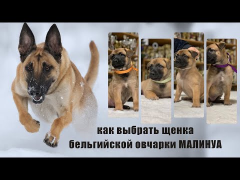 Видео: МАЛИНУА. Как правильно выбрать щенка бельгийской овчарки малинуа?