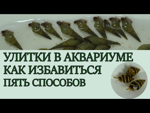 Видео: Улитки в аквариуме , как избавиться ? Пять способов .