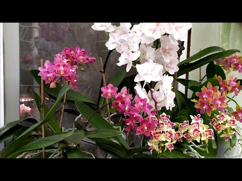 Видео: Домашние цветение орхидей.