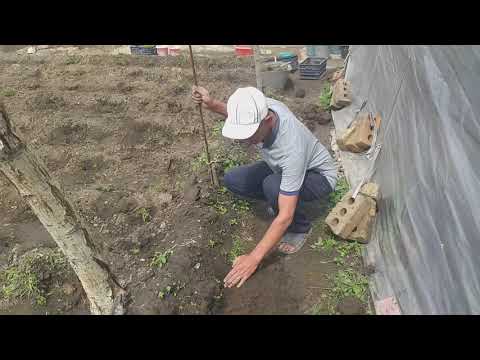 Видео: БАДЫРАҢ КАРООНУ ҮЙРӨНӨБҮЗ | ӨМҮРЗАК АГАЙДЫН САБАКТАРЫ