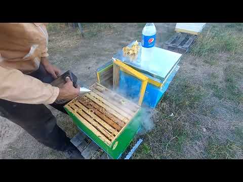 Видео: Финальная обработка пчел от клеща 23.09.2025