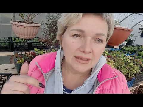 Видео: Плюсы и минусы выращивания пампасной травы в средней полосе. дурачество не в моих правилах.