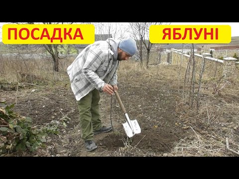 Видео: Як посадити яблуню. Інструкція для новачків - Від і До