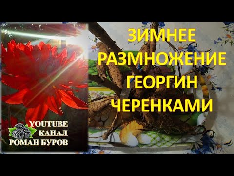 Видео: Как размножать георгины  черенками. Подготовка корня георгина к проращиванию. Далия Георгин.