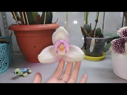 Видео: Angulocaste Red Jewel и L10 Lyc Kiama "10" x(Lyc Fire Bird x Geyser Gold)