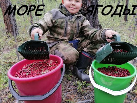 Видео: ШИКАРНЫЙ СБОР БРУСНИКИ!!! ЯКУТИЯ, УСТЬ-МАЯ!!! 2021