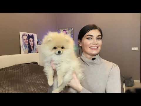 Видео: КУПИЛИ ПОМЕРАНСКОГО ШПИЦА