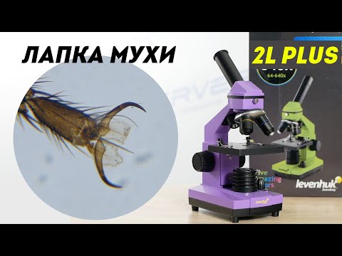 Видео: Микроскоп Levenhuk Rainbow 2L PLUS | ОБЗОР | ТЕСТ